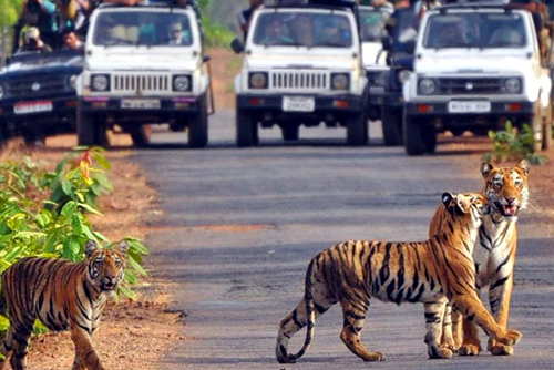 Jim Corbett with Nainital Tour